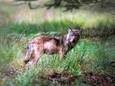 Een wolf op de Veluwe, vastgelegd door natuurfotograaf Otto Jelsma.