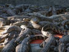 L’horreur au Cambodge: un homme de 72 ans chute dans l’enclos des crocodiles et se fait dévorer