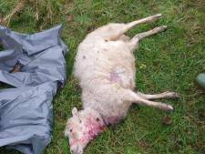 Zeker tien schapen gedood in Oss, vermoedelijk werk van wolf