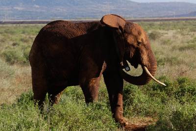 Au Kenya, la plus grande éléphante à défenses du pays est morte de vieillesse