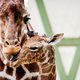 Ik hou van dieren als van mijn eigen kinderen