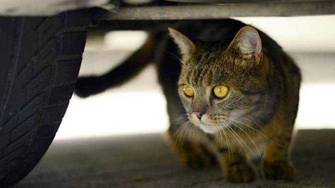 Doorrijden nadat je een kat geraakt hebt? Hier krijg je een boete van bijna 12.000 euro 