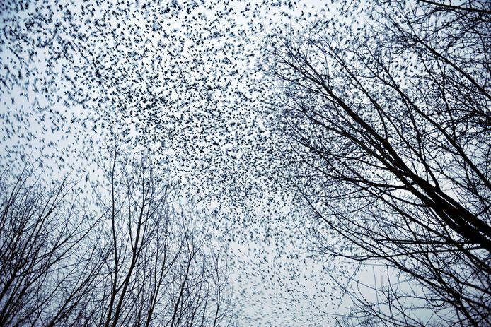 Spreeuwen zwermen uit boven hun slaapplaats in de hoge bomen van Woerden.