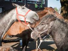 Hitte begint als Bemmelse Paardenmarkt is afgelopen: ‘Bij 27 graden moeten alle dieren in de schaduw kunnen staan’