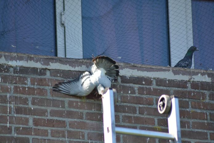 Een van de duiven hing op de kop aan het net van het balkon.
