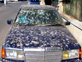Zo verwijder je vogelpoep en dode insecten van je wagen, zónder krassen