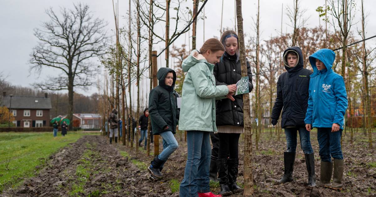 Met ‘Sem-boom’ wordt plantproject afgetrapt: Tilburg wil deze winter 1500 bomen planten