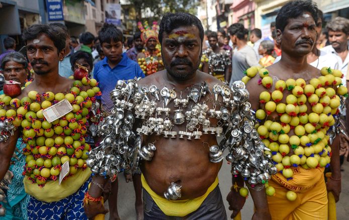 Indiase hindoes hebben hun lichaam gepierced met limoenen en kleine bekertjes tijdens een Shivrati processie in Chennai. Foto Arun Sankar