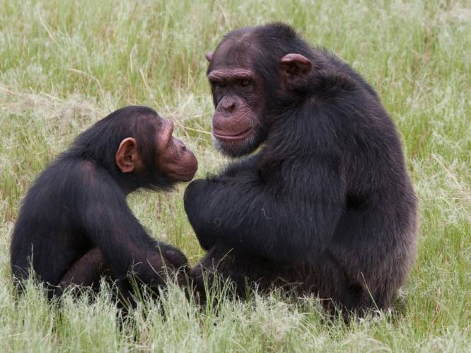 Ook chimpansees kijken graag met z'n tweetjes naar een film