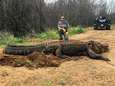 Gigantische alligator van 320 kg blijkt wel degelijk écht