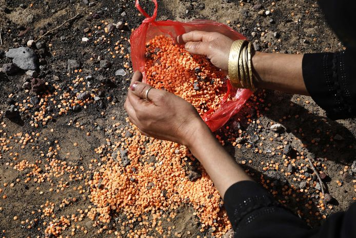 Een vrouw raapt gevallen graankorrels op van de grond in Jemen. Beeld van april dit jaar.