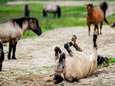 Zijn de zorgen over de konikpaarden in de Oostvaardersplassen terecht?   
