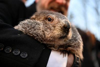 Une marmotte météorologue canadienne est morte avant d'avoir pu prédire la durée de l'hiver