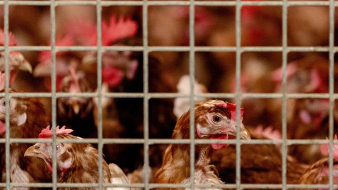 Hammenaar (61) hield tientallen kippen in te kleine hokjes: dieren zijn gezond maar hij krijgt ze niet terug