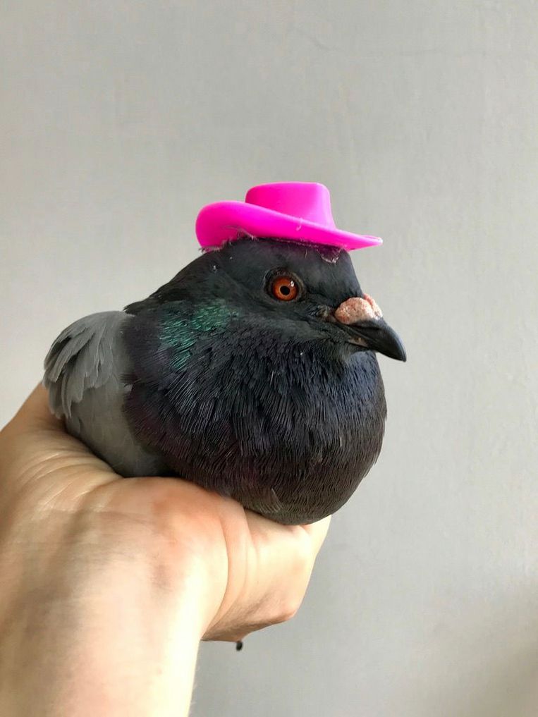 doe niet Formuleren hulp in de huishouding Roze hoedjes vastgelijmd op kopjes duiven: 'Geweldige grap, wat kan jij  trots zijn'