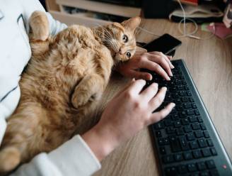 Vindt je kat het leuk om je te storen tijdens videocalls? Kattengedragstherapeut: “Dat is pure liefde”