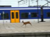 Bijzonder bezoek op station: ree huppelt over perrons in Nijmegen