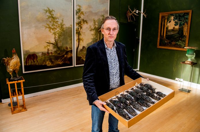 Kees Moeliker (Natuurhistorisch Museum) met de spreeuwen die in Den Haag massaal omgekomen zijn afgelopen jaar.