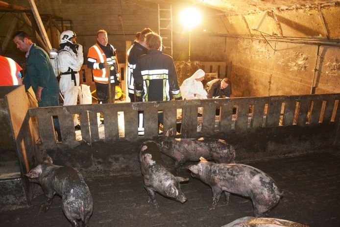 Varkens redden uit een beerput, zoals op deze archieffoto uit 2015 in Roeselare, het blijft een hele klus voor de brandweer.