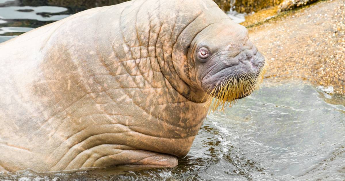 Dolfinarium Harderwijk in rouw: iconische walrus Olga is niet meer