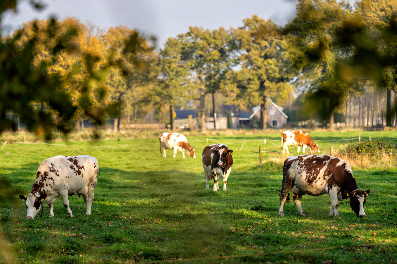 Pachtgronden moeten voortaan elk jaar opnieuw verpacht worden. Een slecht plan, vinden agrariërs.