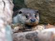 Kiekeboe, de otter is terug in Amersfoort! ‘Het volgende hoogtepuntje is het spotten van jonkies’