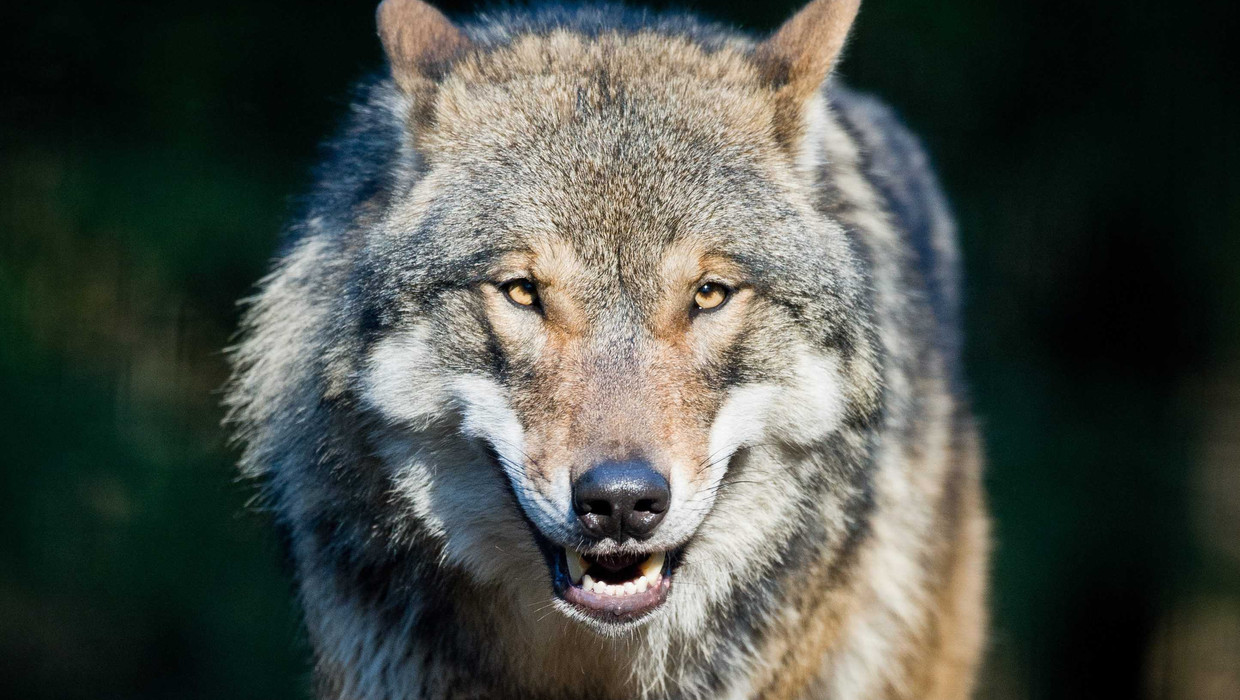 De wolf is in Duitsland een beschermde diersoort. Beeld epa
