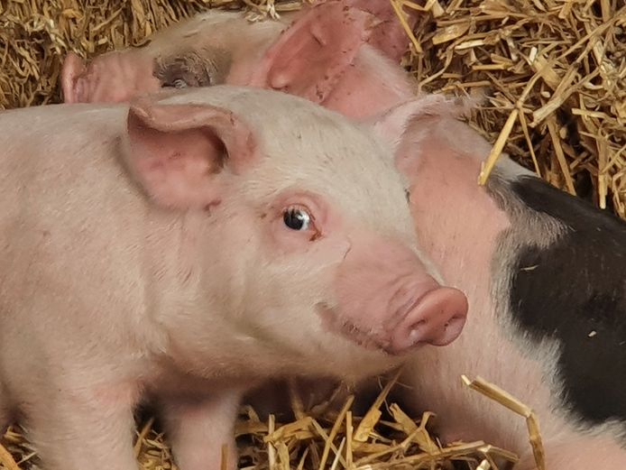 Meer dan 200 kinderen van de lagere scholen in Hoogstraten kwamen vrijdag naar de boerderij van Jef Ryvers in Castelré.