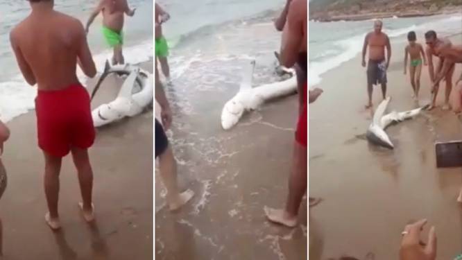 Controverse op Sardinië: “Toeristen sleuren haai uit water om selfies te nemen”