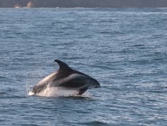 Dolfijnen spotten op de Noordzee: donkere vlekken en opspattend schuim