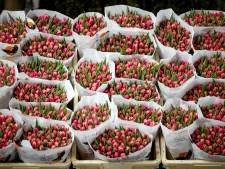 Populariteit bloemen en planten groeit: ‘Mensen willen werkplek thuis gezelliger maken met groen’
