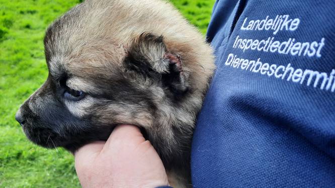 Zieke pup met afgeknipte oren in beslag genomen in Rotterdam-Zuid