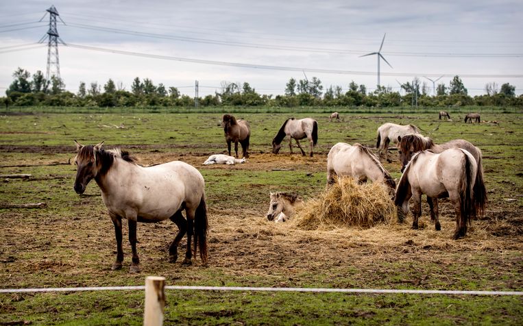 Konikpaarden staan in een vangweide in de Oostvaardersplassen, voordat ze naar het natuurgebied Naliboksky in Wit-Rusland vertrekken. Beeld ANP