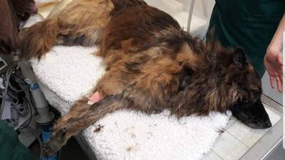 Britse heldin redt hond met rotsblok om nek uit ijskoude rivier