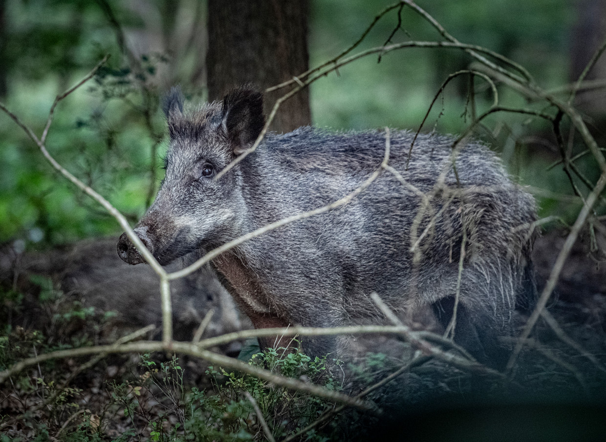 Wild zwijn op de Veluwe, dicht bij de weg.  Beeld Koen Verheijden