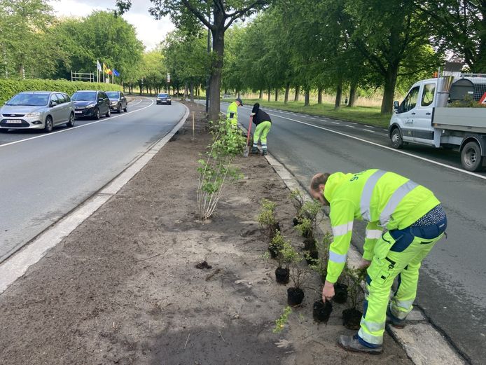 De middenberm in de Sportlaan zal meer regenwater kunnen opvangen en krijgt een nieuwe beplanting.
