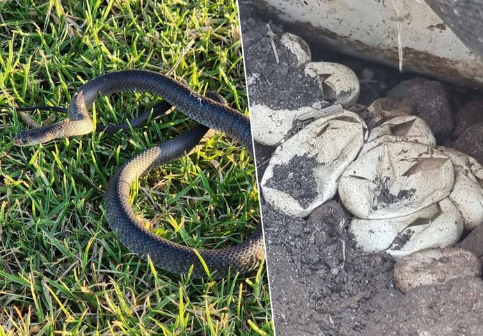 Een nest van 110 slangeneieren werd gevonden nadat een peuter achter een extreem giftige slang aan ging in Australië.