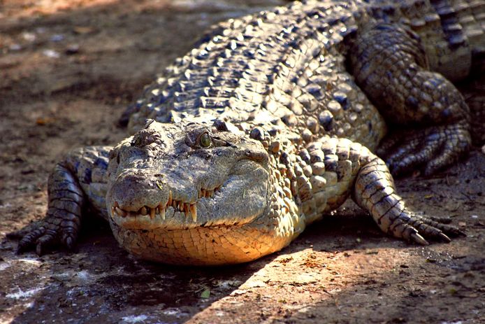 Een Filipijnse krokodil (archieffoto)