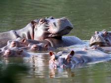 Escobar smokkelde drugs Colombia uit, nijlpaarden het land in: nu zijn de dieren er een plaag