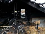 Ineens stond Gerrits stal met 44 jonge koeien in brand