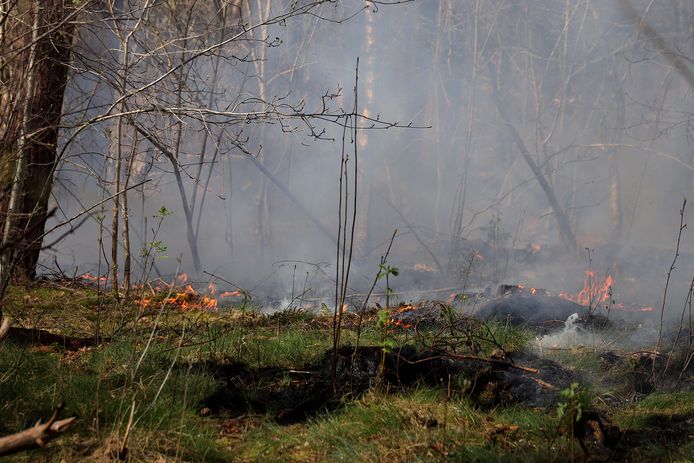 In het bos aan de Vijverlaan in Waalwijk is maandagmiddag brand uitgebroken.