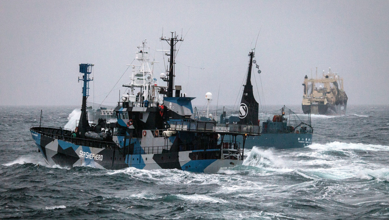 Links het schip van de milieubeweging Sea Shepherd, de Bob Barker. Beeld ap