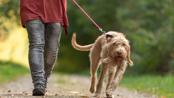 Tweede hondenwandeling voor het goede doel