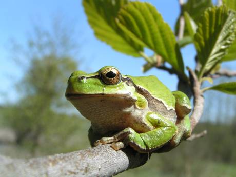 Weer stukje nieuwe natuur voor boomkikker
