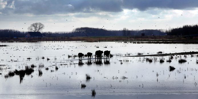 Hoog water in aantocht, de waterbuffels in de Noordwaard zoeken een veiligere plek.