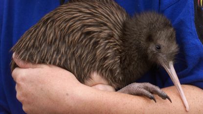 Weg met alle ratten en fretten: eigen dieren eerst in Nieuw-Zeeland