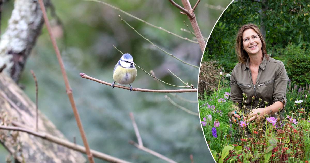 “Hoe meer vogels in je tuin, hoe beter voor je tuin én jezelf” onze