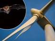 "Windmolens moeten stoppen met draaien als vleermuizen uitvliegen"