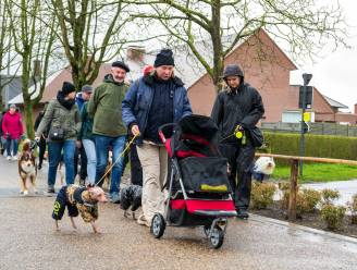 Viervoeters en hun baasjes wandelen ten voordele van dierenasiel