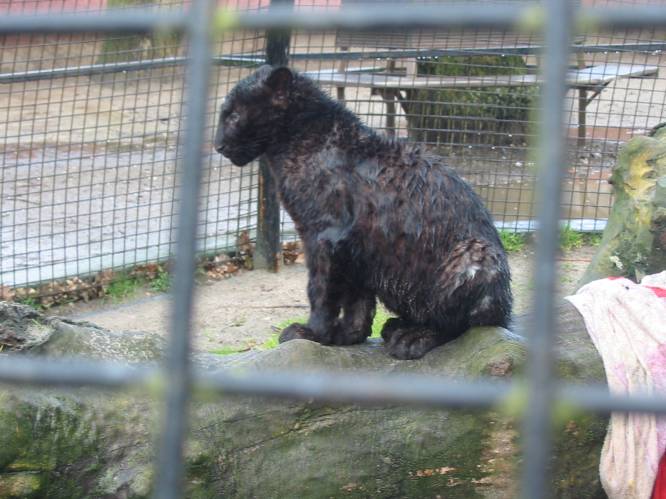 Weyts sluit Olmense Zoo: "Wie niet horen wil, moet voelen" "Een pure schande", vindt de directeur van het dierenpark